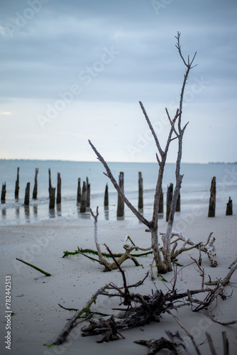 tree on the shore driftwood