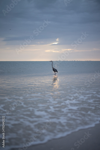 Blue Heron in the sea