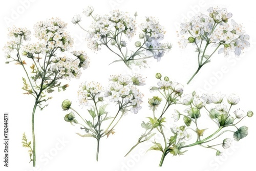 Delicate White Gypsophila Watercolor Painting Generative AI
