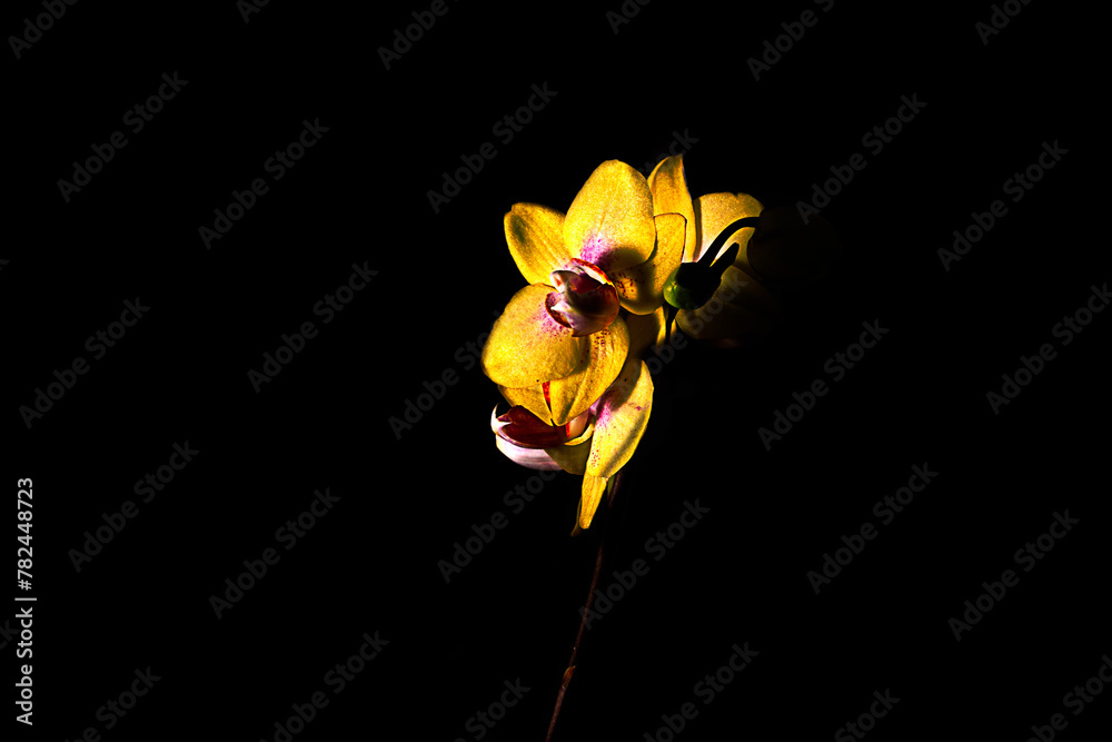 FLORES ,FLOWER
