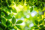 Closeup of green leaves on a tree, with a blurred background, on a sunny day, with natural light, with a green color theme