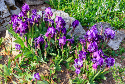 Purple dwarf irises in the garden