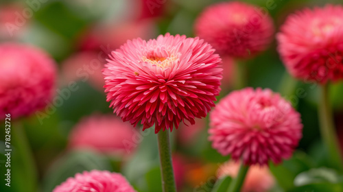 pink flower