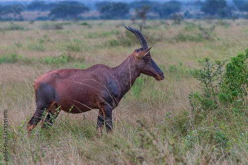 Topi in the savannah