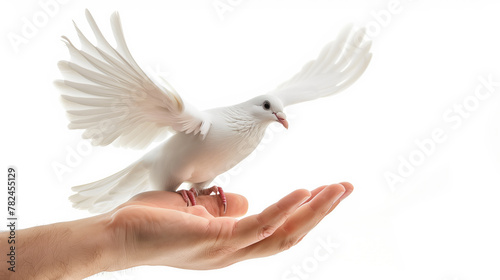 A white dove taking flight from a human hand, symbolizing peace and freedom on a white background.	
