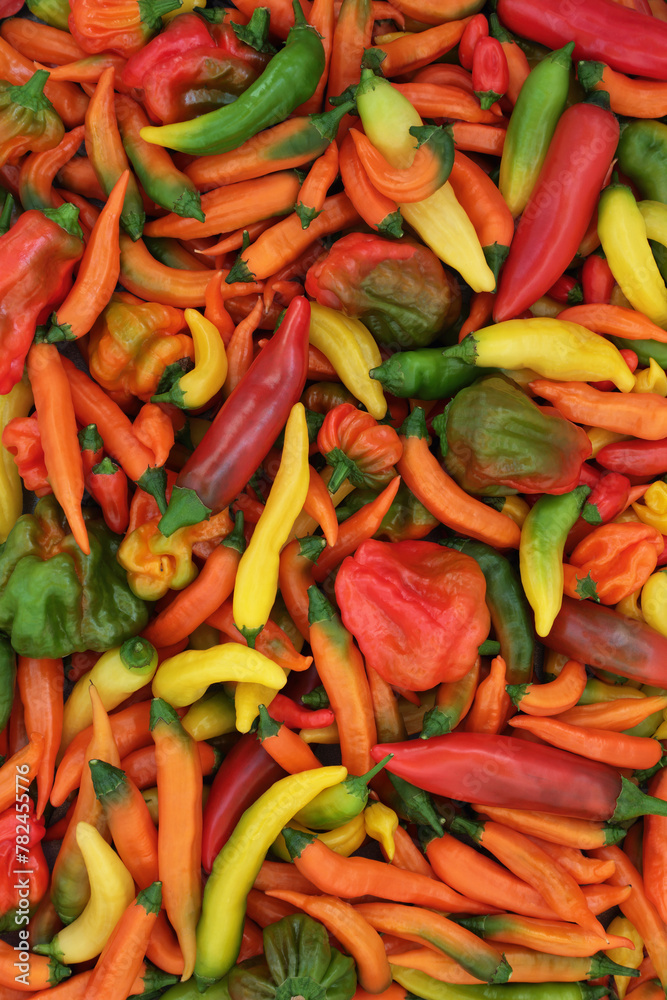 Large collection of chili pepper hot spicy vegetables. Local organic gardening produce abundant colorful organic harvest nature composition. Apache, lemon drop, slow burn varieties. Large collection of chili pepper hot spicy vegetables. Local organic gardening produce abundant colorful organic harvest nature composition. Apache, lemon drop, slow burn varieties.