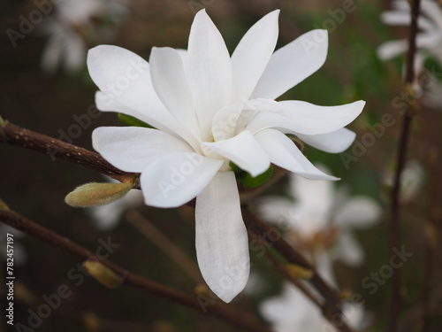 Okwiat białej magnolii