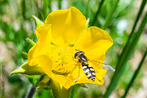 Hover fly chose a mountain flower full of pollen and nectar, it is a flying insect that is a strong pollinator of flowers