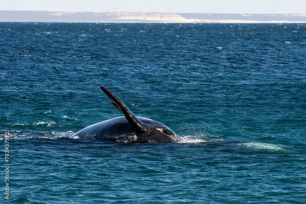 Fototapeta premium Sohutern right whales in the surface, Peninsula Valdes, Patagonia,Argentina