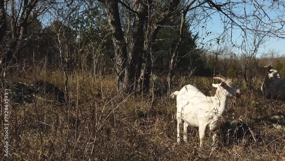 Herd of goats eating apples in a pasture. Farming in Ontario, Canada. Herd of goats eating apples in a pasture. Farming in Ontario, Canada.