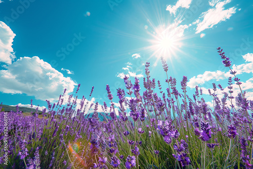 nature purple flower in sunshine in summer  under blue sky, banner design photo