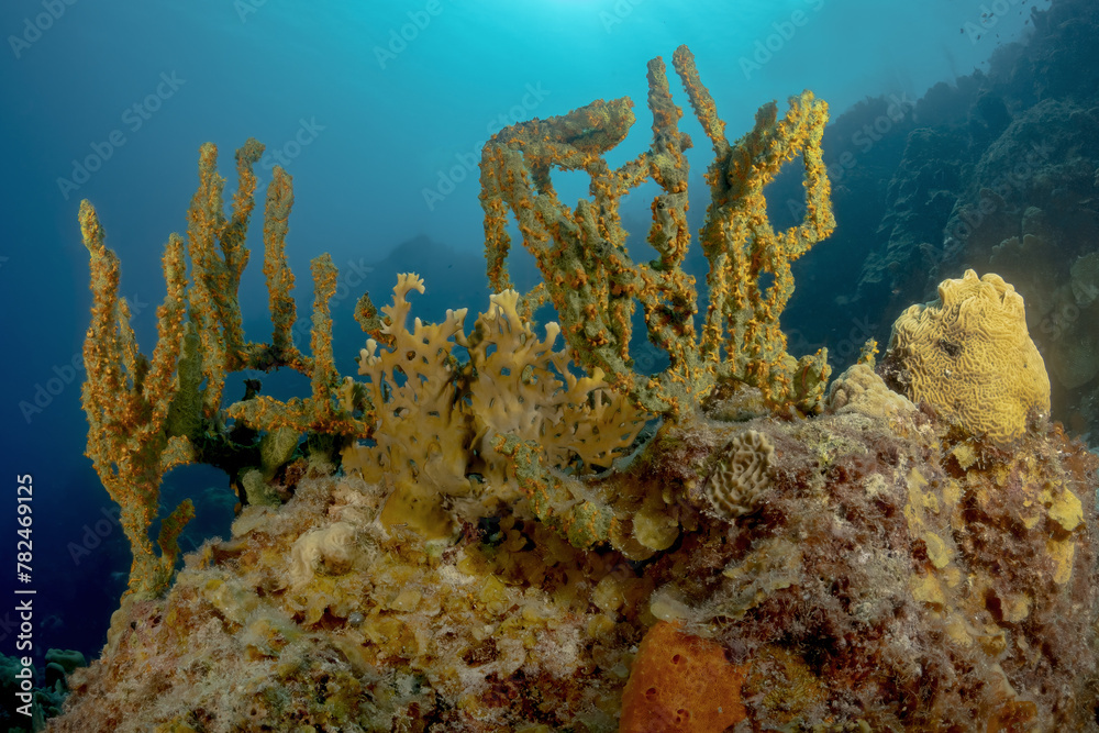 Fototapeta premium Beautiful landscape of a coral reef in the Caribbean
