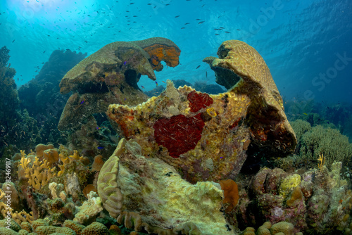 Beautiful landscape of a coral reef in the Caribbean photo