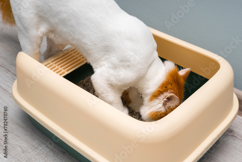 domestic cat sitting in a cat litter box
