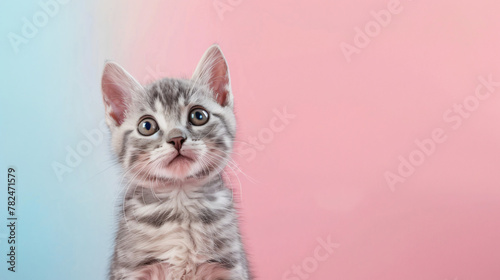 American shorthair cat on a pastel color background