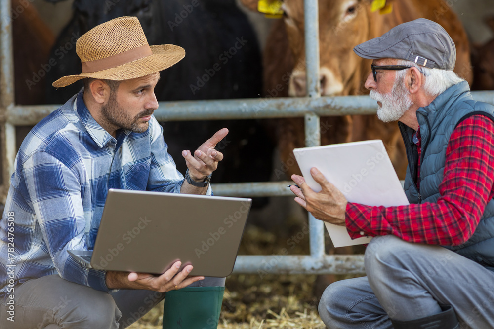 Farmers with laptop discussing in front of cows in stable