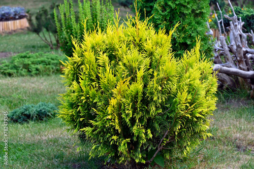 Thuja occidentalis (white-cedar or arborvitae)