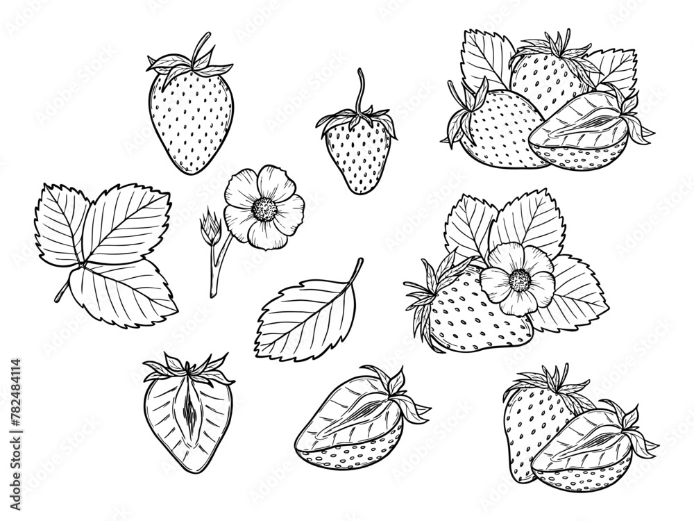 Vector strawberry line art illustration set with berries, leaves and flowers, hand drawn botanical outline drawing, monochrome sketch. Design elements for coloring book, background, pattern, packaging