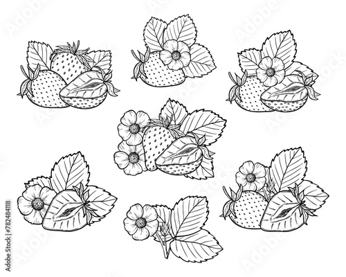 Vector strawberry line art illustration set with berries, leaves and flowers, hand drawn botanical outline drawing, monochrome sketch. Design elements for coloring book, background, pattern, packaging