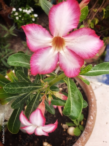 Adenium obesum, more commonly known as a desert rose, is a poisonous species of flowering plant belonging to the tribe Nerieae of the subfamily Apocynoideae of the dogbane family, Apocynaceae photo