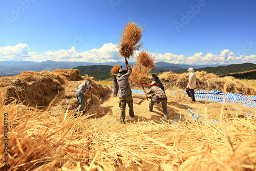 A group of farmers are baling rice after harvesting rice terraces at Ban Pa Bong Piang, Chiang Mai Province, Thailand  photo