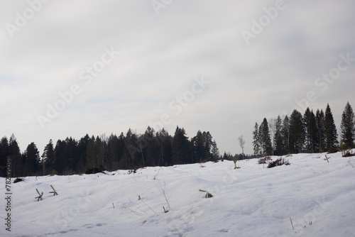 Winter landscape. Field in the snow. Felling in winter. Empty space.