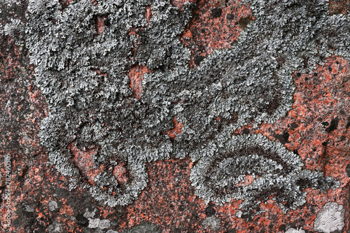 lichen pattern on granite rock