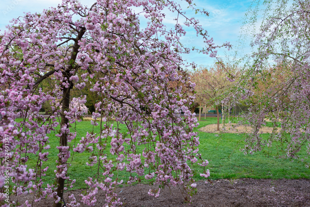 Vivid Cherry Blossoms Blooming at the Serene Park, Creating a Stunning Scene of Natures Beauty Vivid Cherry Blossoms Blooming at the Serene Park, Creating a Stunning Scene of Natures Beauty