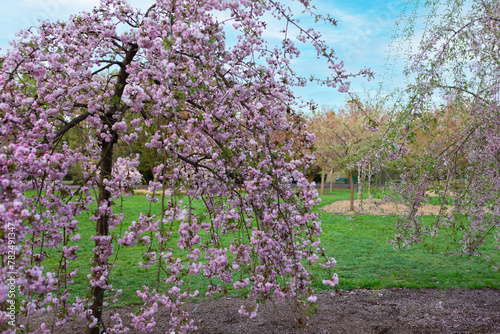 Fototapeta Naklejka Na Ścianę i Meble -  Vivid Cherry Blossoms Blooming at the Serene Park, Creating a Stunning Scene of Natures Beauty