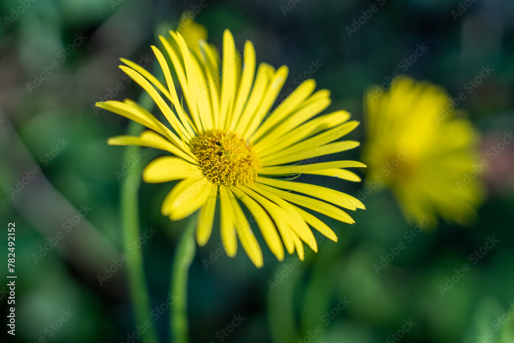 Obraz premium Vibrant Yellow Gerbera Daisy in Full Bloom