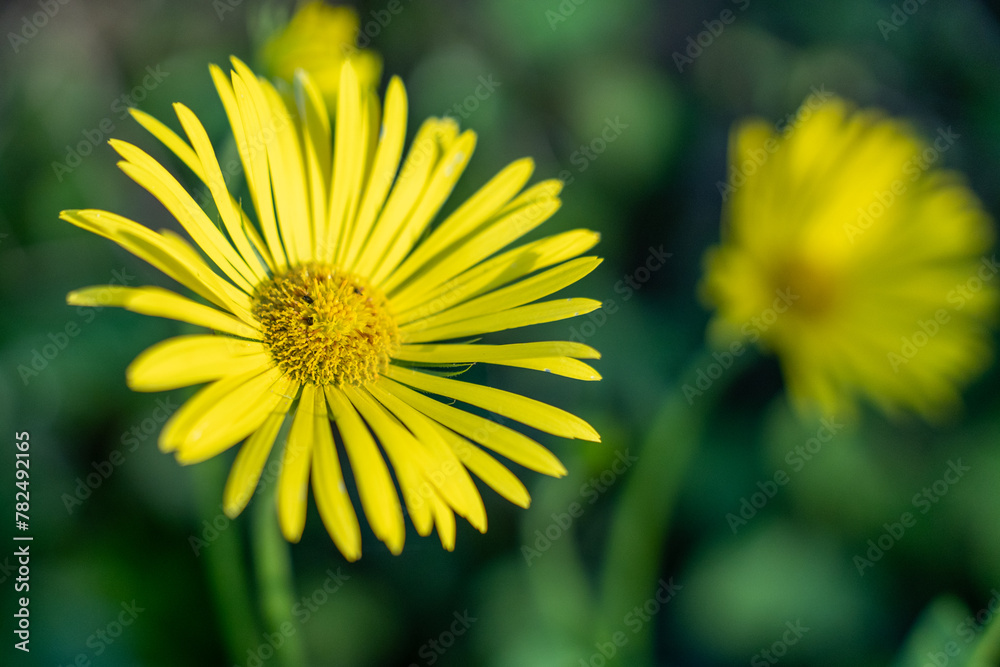 Vibrant Yellow Gerbera Daisy in Full Bloom Vibrant Yellow Gerbera Daisy in Full Bloom