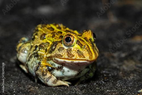 Frontal closeup of the newly discovered African bullfrog, Beytell's bullfrog (Pyxicephalus beytelli), found in Western Zambia photo