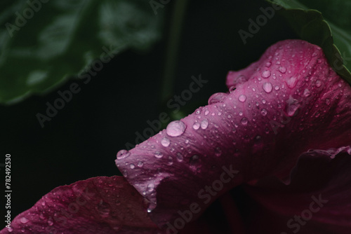 Pink hibiscus flower with rain drops
