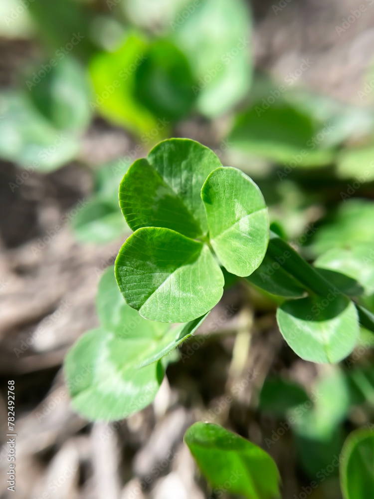 Young green clover leaves grow on the lawn in early spring Young green clover leaves grow on the lawn in early spring