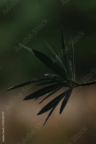 Oleander leaves with rainwater