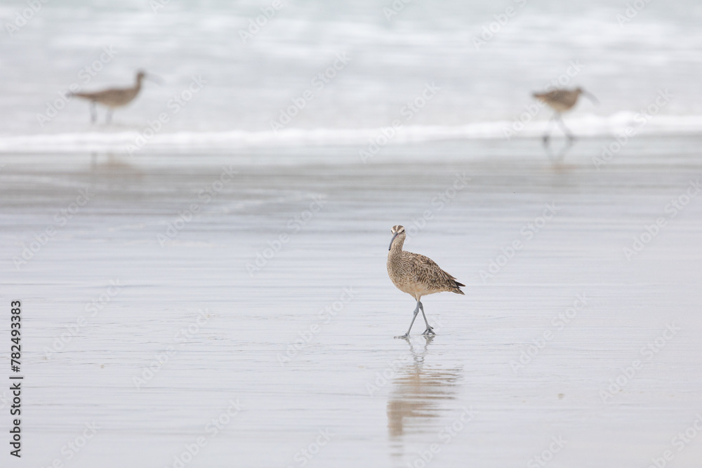 Whimbrel (Numenius) on sandy beach Carmel by the Sea, California. March, USA Whimbrel (Numenius) on sandy beach Carmel by the Sea, California. March, USA
