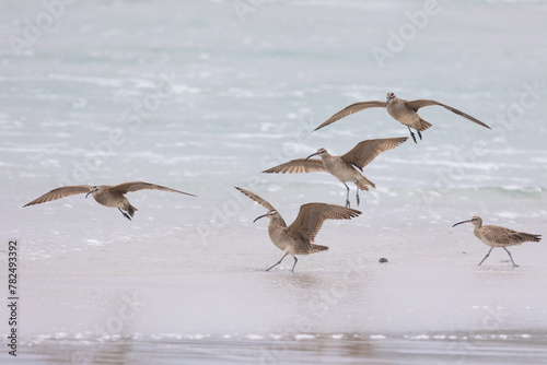 A small flock of Whimbrel (Numenius) take off and land on sandy beach Carmel by the Sea, California. March, USA