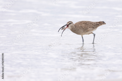 A Whimbrel (Numenius) successfully forages on a sandy beach at Carmel by the Sea, California. March, USA