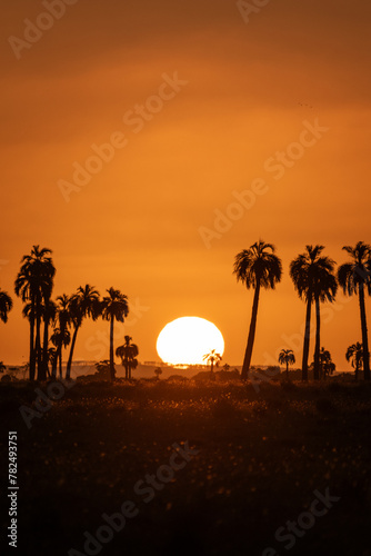 Sunset in the countryside with silhouette of palm trees