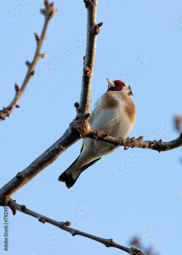 Canvas Print European Goldfinch (Carduelis carduelis) - Found across Europe, Asia & North Afr