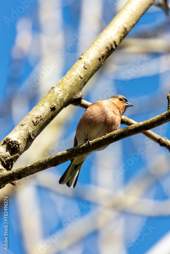 Photography Chaffinch (Fringilla coelebs) - Widespread across Europe, Asia, and North Africa