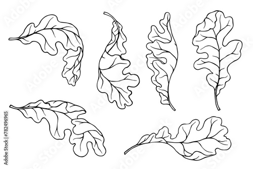 Set of linear sketches of dry, autumn oak leaves.Vector graphics.