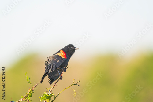 Red-winged Blackbird on Small Branch