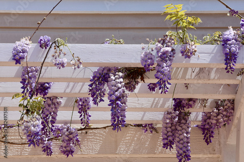 lavender wisteria vine cascading over the trellis photo