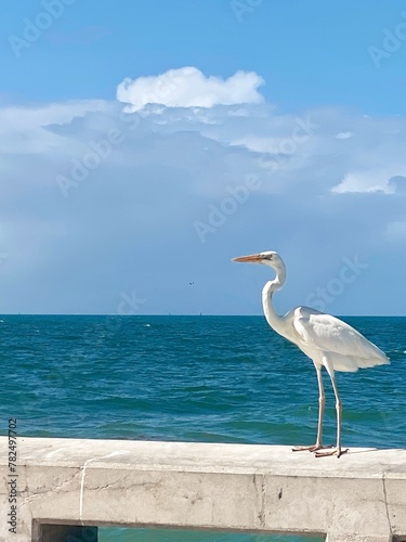 heron on the beach - portrait © Joanne