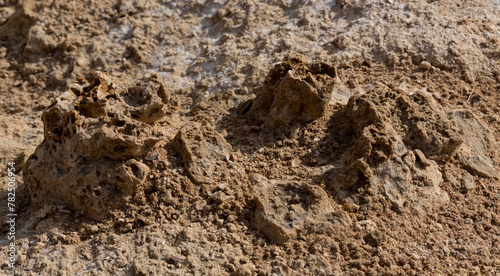 Fossil corals of the Red Sea. Ancient creatures, turned into stone. Reef corals. photo