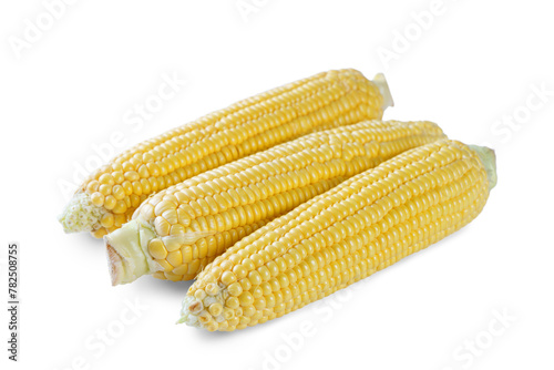 Three fresh yellow ears of corn isolated on white, transparent background. Food ingredient, design element, farm, harvest, agriculture.