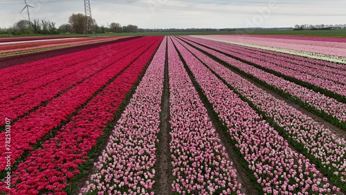 Vibrant tulip fields with rows of pink  red  and purple flowers under a cloudy sky  showcasing the beauty of agricultural floriculture.