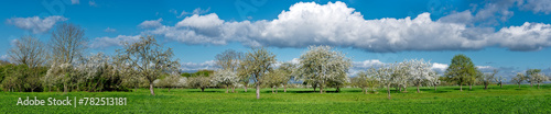 Panoramafoto Streuobstwiese im Frühling bei Sonnenschein und schönem Wetter mit blühenden Kirsch-, Apfel- und anderen Obstbäumen und aufgelockerter Bewölkung