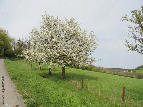 Naturschutzgebiet - Hangflächen bei Gräfinthal photo